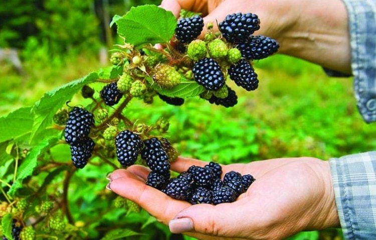 Phúc bồn tử đen 200.000 đồng/kg