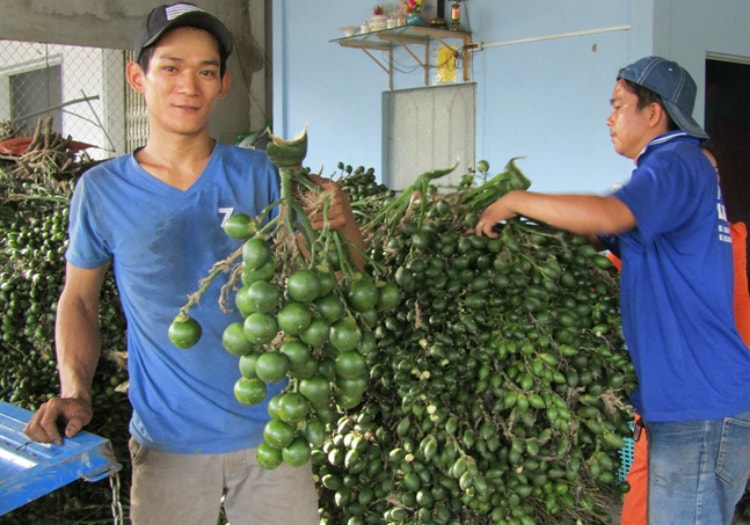 Cau sấy Hải Phòng doanh thu ngàn tỷ