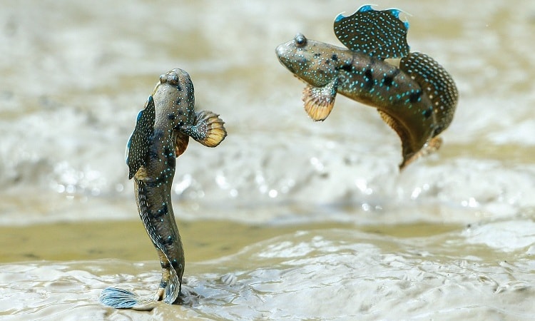 Điệu múa cá thòi lòi