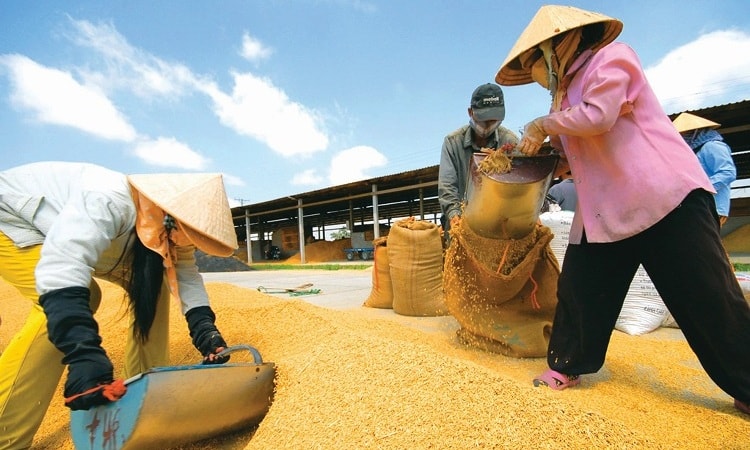 Xuất khẩu gạo đang “gặp khó”