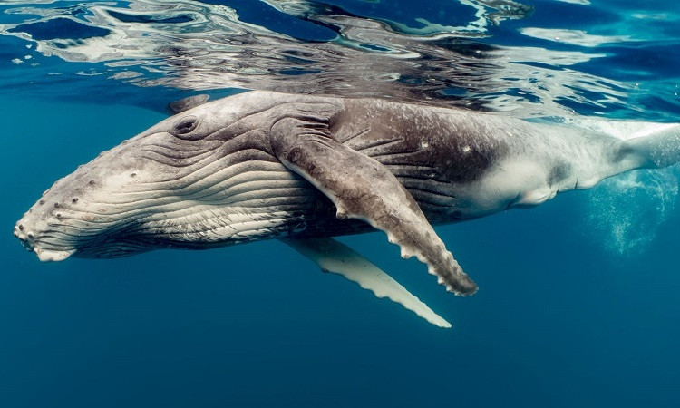 Cá voi góp công lớn chống biến đổi khí hậu