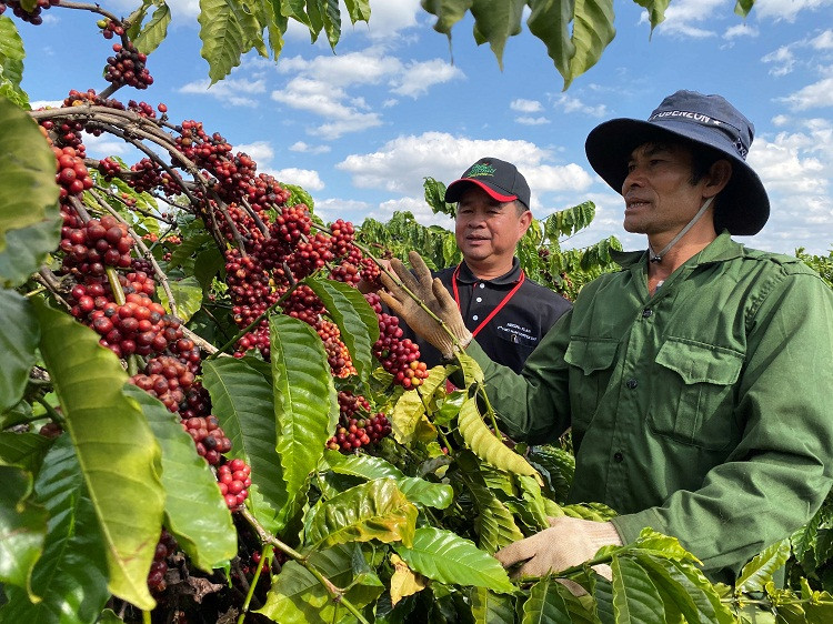 Nescafé Plan 10 năm gắn kết với nông dân Việt Nam