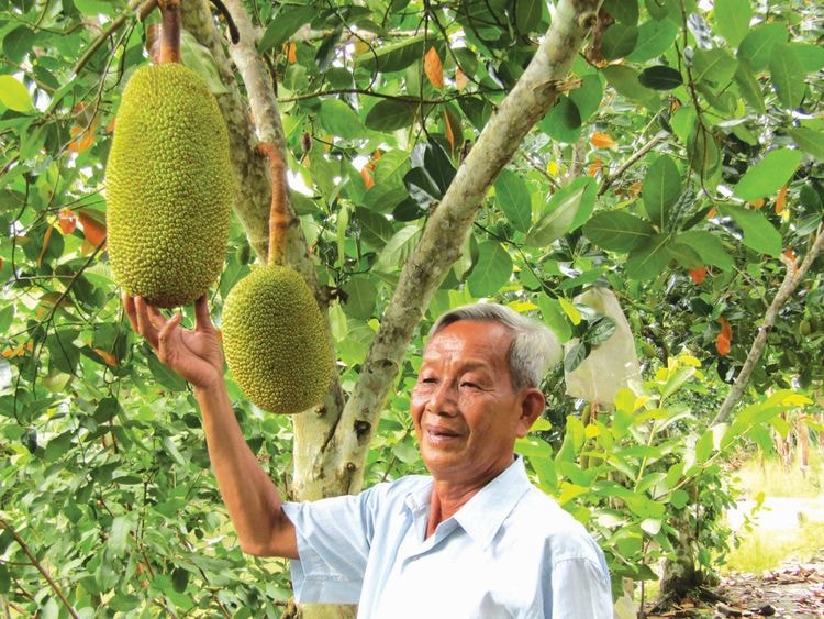 Trăn trở mít Thái