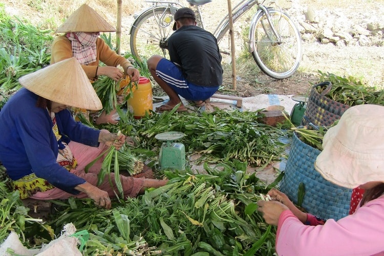 “Ấp ngò gai” ngày giáp Tết