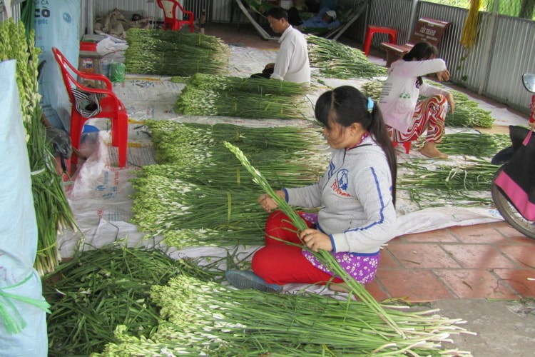 Một điểm thu mua huệ trắng ở Phong Hòa.