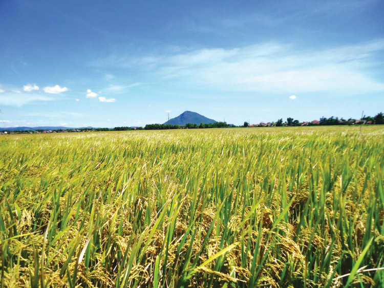 Sản xuất lúa gạo đang là ngành lương thực chủ yếu ở đồng bằng sông Cửu Long.