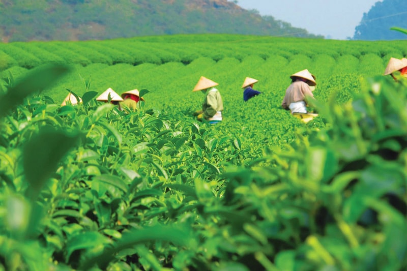 Nông nghiệp Việt Nam trên đường 