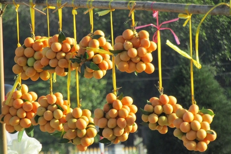 Mùa thanh trà lại về