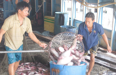 Thu mua cá tra ở thị xã Tân Châu (An Giang)
