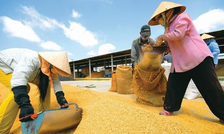 Nếu lo thiếu gạo trong nước mà ngưng xuất khẩu, cả nông dân lẫn các DN xuất khẩu gạo sẽ bị khó khăn thêm trong lúc đại dịch Covid-19 và mất đi cơ hội có khoản thu lớn