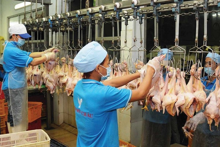 Thịt gà tính chuyện ra thế giới