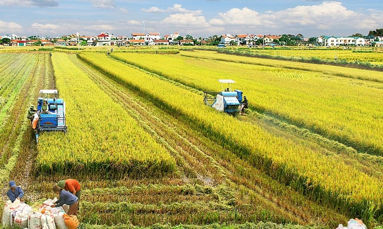 Nông nghiệp Việt Nam đặt mục tiêu vào top 15 nước phát triển nhất thế giới