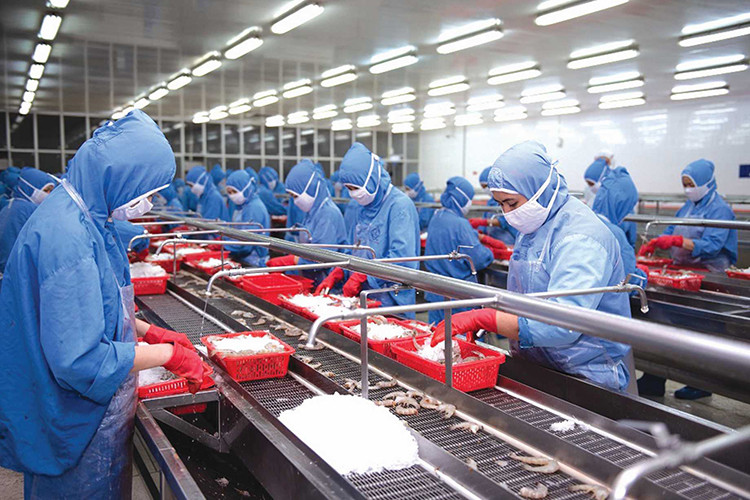 Hoạt động sản xuất tôm tại Fimex VN
