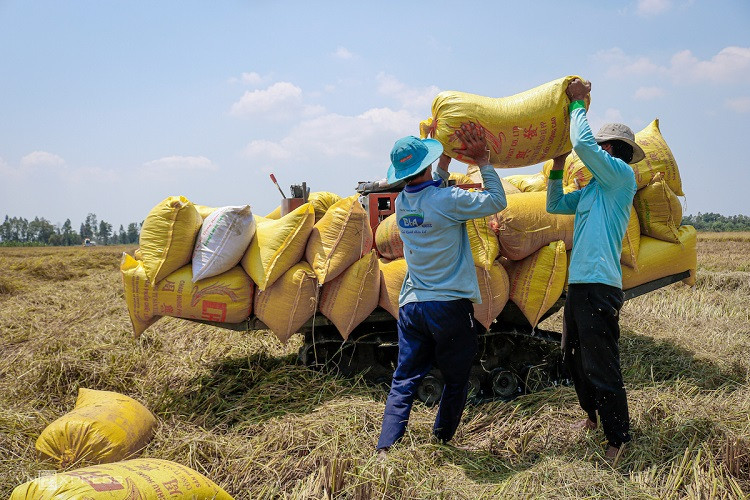 Việt Nam có khả năng trở thành nhà xuất khẩu gạo hàng đầu thế giới