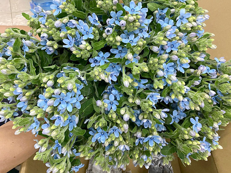Hoa Sao xanh Tweedia nhập từ Nhật.