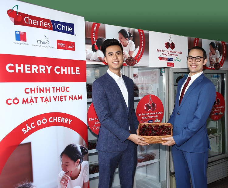 Cherry Chile lần đầu được nhập khẩu vào Việt Nam