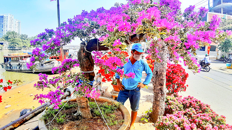 Tại khu vực Bến Bình Đông (Q.8, TP.HCM), chợ hoa “Trên bến dưới thuyền” được tổ chức từ giữa tháng Chạp.