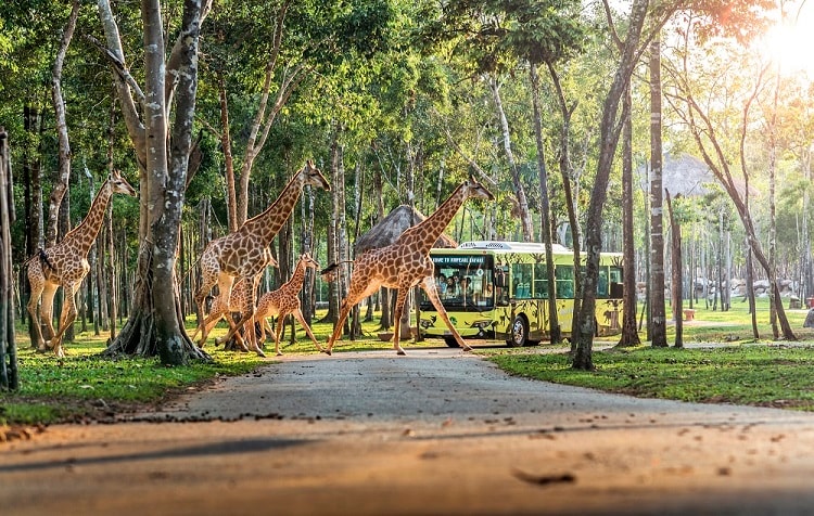 Vinpearl Safari Phú Quốc là điểm đến khám phá thiên nhiên hoang dã không thể bỏ lỡ