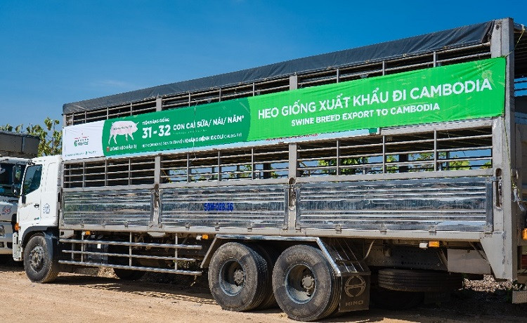 Hơn 2.400 con heo giống chất lượng cao xuất khẩu sang Campuchia