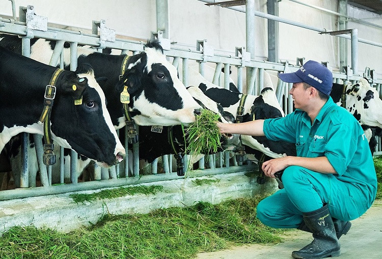 Doanh nghiệp đầu tư cơ sở chăn nuôi được hỗ trợ tới 10 tỷ đồng mỗi dự án