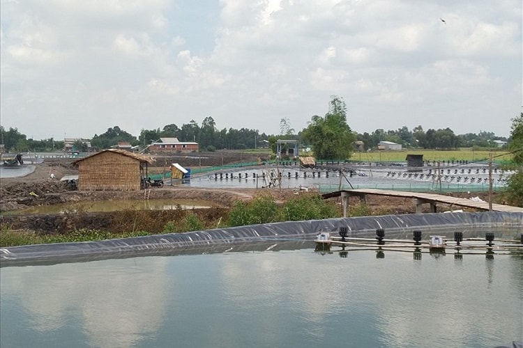 Binh-Dien-Long-An-9645-1625652160.jpg