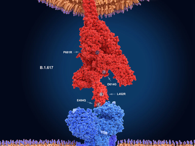 Phát hiện mới về biến chủng Delta
