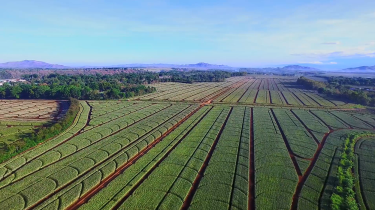 Trang trại dứa rộng 26.000 ha ở Bukidnon của Del Monte Philippines