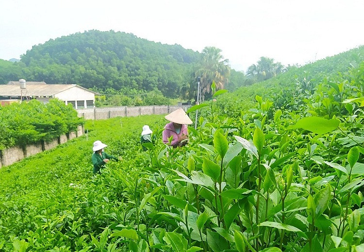 Trang trại trà nuôi dưỡng ước mơ của doanh nhân trẻ Nguyễn Kim Cường
