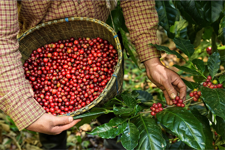 Lạc quan về triển vọng xuất khẩu cà phê những tháng cuối năm - Ảnh 1.