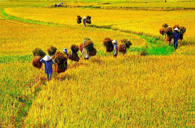 [Caption]Văn minh lúa nước có ảnh hưởng sâu rộng đến đời sống kinh tế, văn hoá, xã hội của người Việt