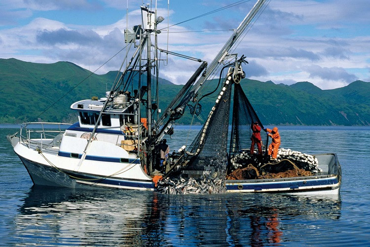 Dự trữ cá toàn cầu đang cạn kiệt
