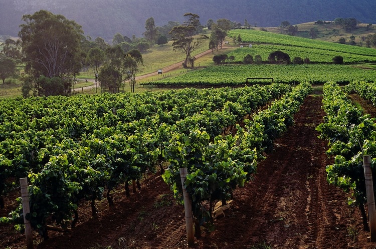 Hunter Valley - một trong những vùng rượu vang lâu đời nhất của ngành vang Australia.