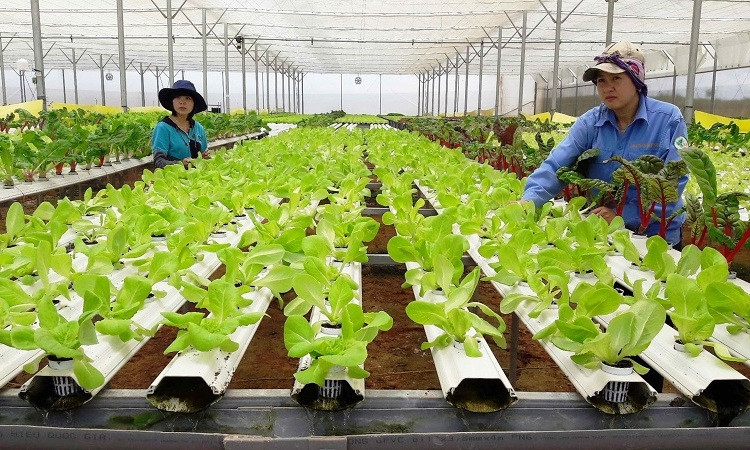Tăng đổi mới sáng tạo để nâng cao hiệu quả nông nghiệp Việt Nam