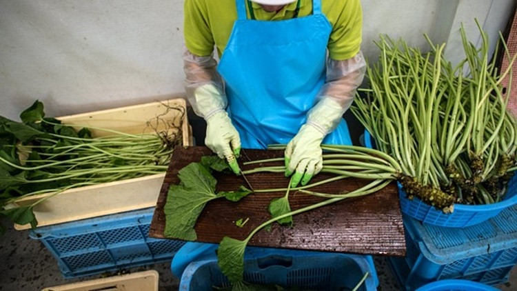 Nông dân Nhật Bản cắt củ wasabi. Phần lá cây thường được dùng làm salad hoặc muối chua. Ảnh: Getty
