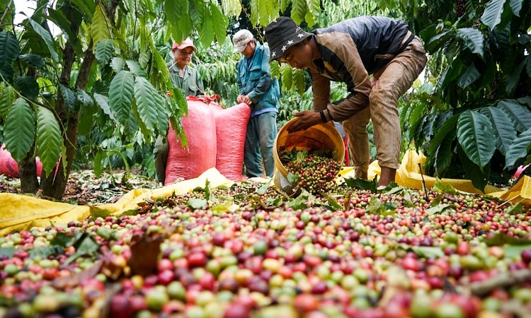 Tận dụng lợi thế EVFTA để tăng cường thương mại nông sản