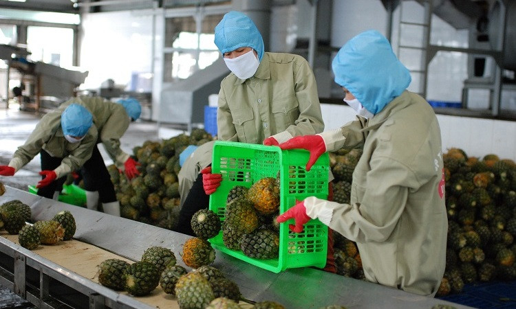 Phát hành cẩm nang hướng dẫn xuất khẩu rau quả sang Trung Quốc