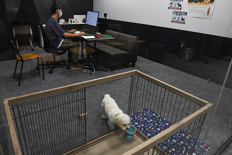 Paul - một chú Poodle, tranh thủ uống nước trong khi chủ nhân làm việc tại Fujitsu. Ảnh: Noriko Hayashi/Bloomberg