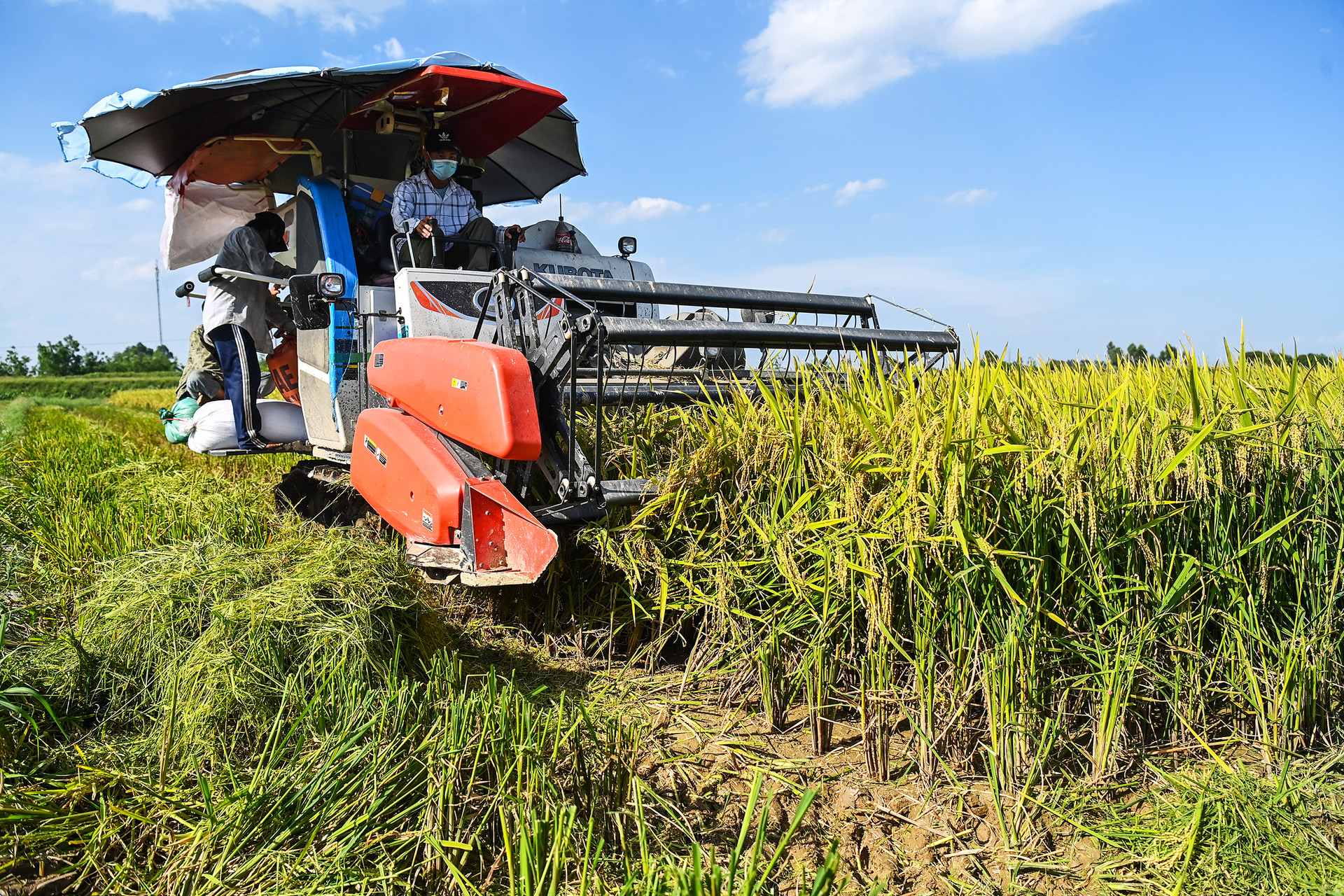 Đề xuất sửa đổi nghị định về kinh doanh xuất khẩu gạo