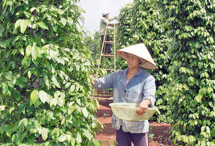 Việt Nam giữ vững vị trí đứng đầu thế giới về xuất khẩu hồ tiêu
