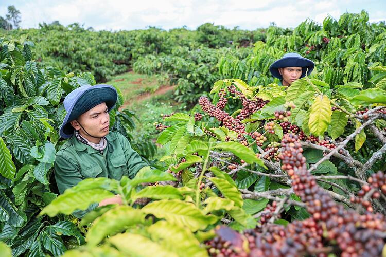 Việt Nam là nguồn cung cà phê lớn thứ 3 cho Mỹ
