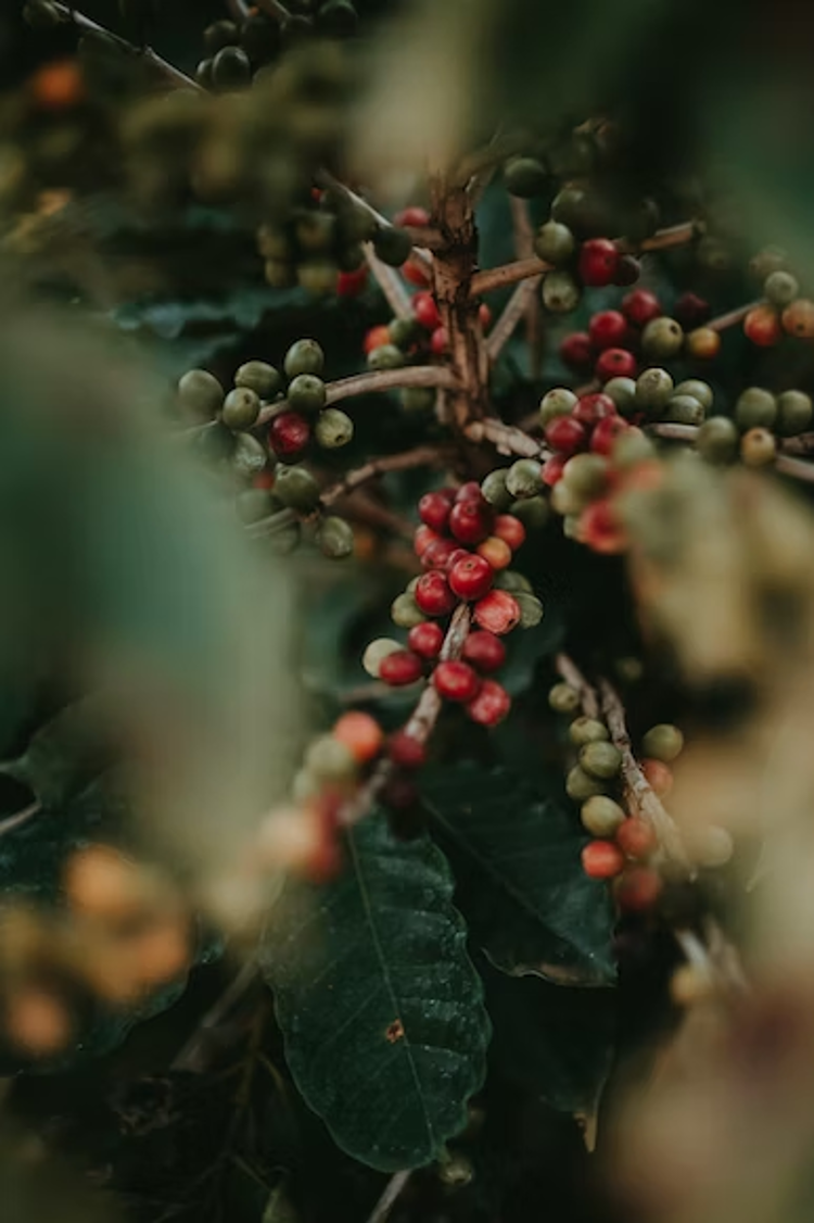 Chất lượng hạt cà phê được tuyển lựa từ những vùng trồng nổi tiếng nhất Việt Nam là yếu tố đầu tiên quyết định giá trị sản phẩm Vinacafé.
