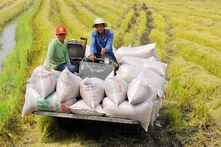 Giá gạo xuất khẩu tăng cao nhất trong 10 năm qua