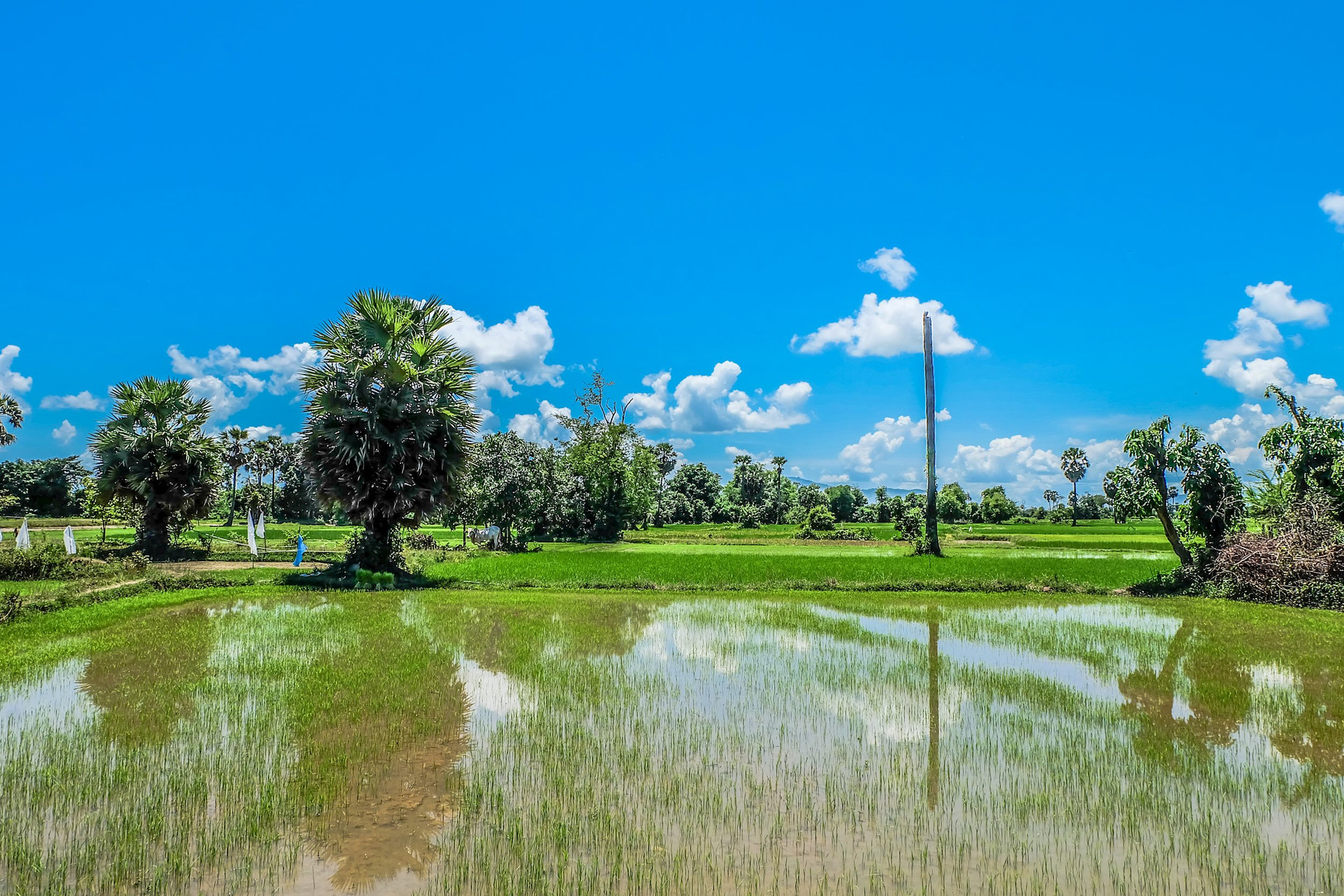 rice-field-cambodia.jpg
