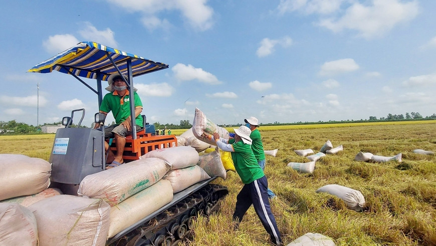 Nguyên nhân khiến Việt Nam chi gần 900 triệu USD nhập khẩu gạo?