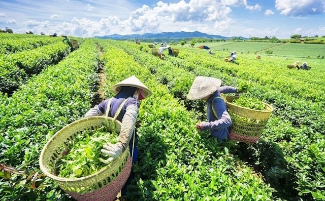 Xuất khẩu chè sang Anh tăng trưởng trên 120%