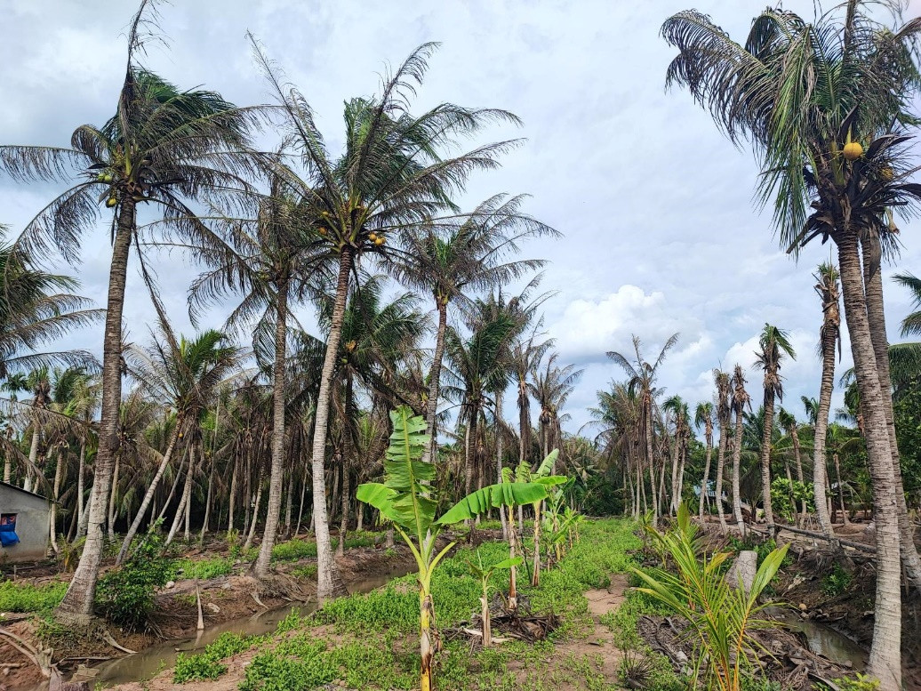 A palm trees in a plantation Description automatically generated