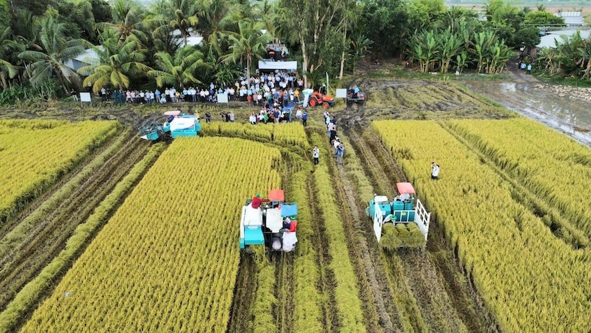 Hiệu quả từ mô hình thí điểm 1 triệu hecta lúa chất lượng cao