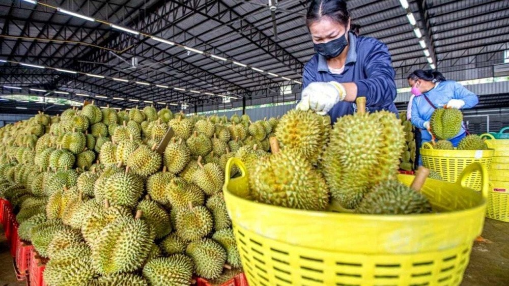 Thủ tướng yêu cầu không để tình trạng ùn tắc hàng hóa, nông sản tại cửa