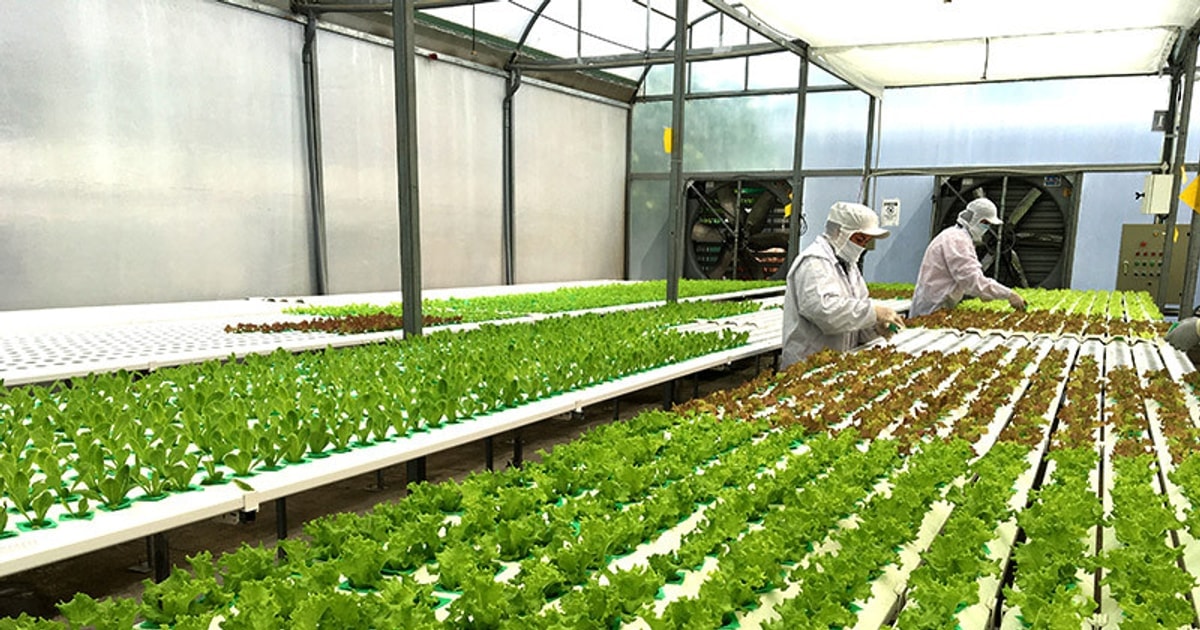 TP HCM: Thúc đẩy khởi nghiệp, sáng tạo trong lĩnh vực nông nghiệp công nghệ cao