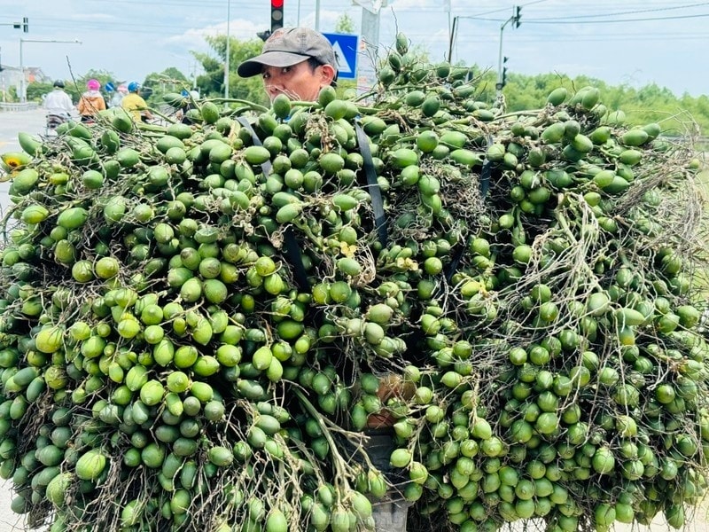 Nhập khẩu cau, dừa tăng vọt giữa vùng nguyên liệu dồi dào